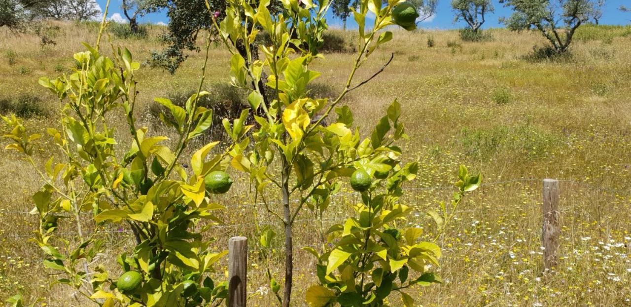 Monte Anna Panzió Vila Verde de Ficalho Kültér fotó